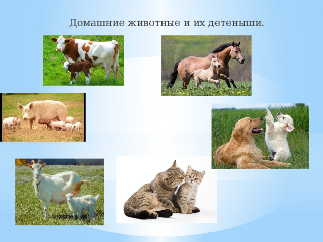 Домашние животные и их детеныши. 