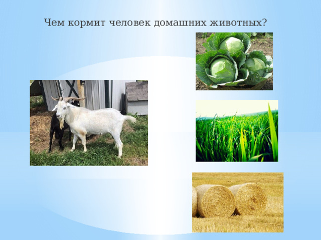 Чем кормит человек домашних животных? 