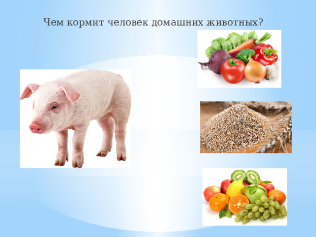 Чем кормит человек домашних животных? 