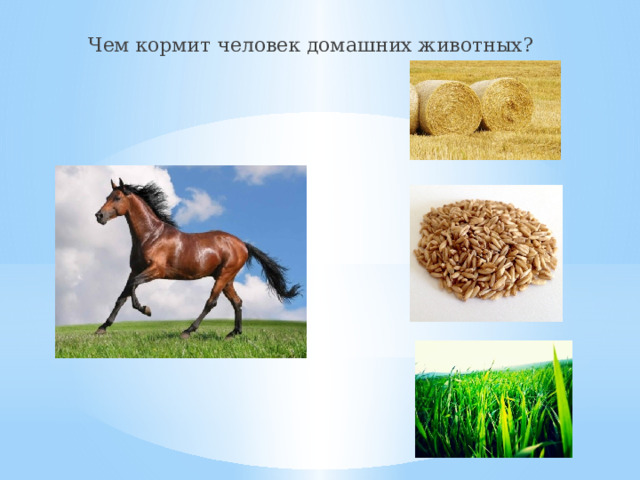 Чем кормит человек домашних животных? 