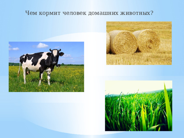 Чем кормит человек домашних животных? 