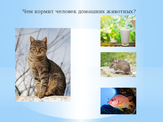 Чем кормит человек домашних животных? 