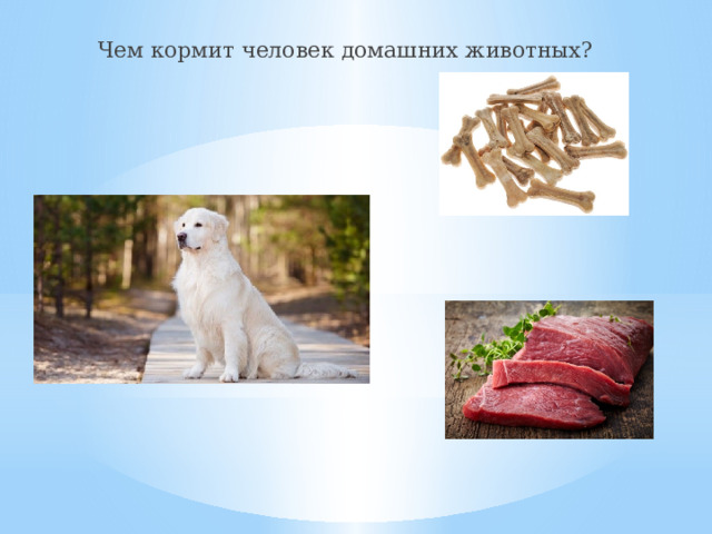 Чем кормит человек домашних животных? 