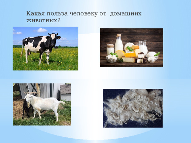 Какая польза человеку от домашних животных? 