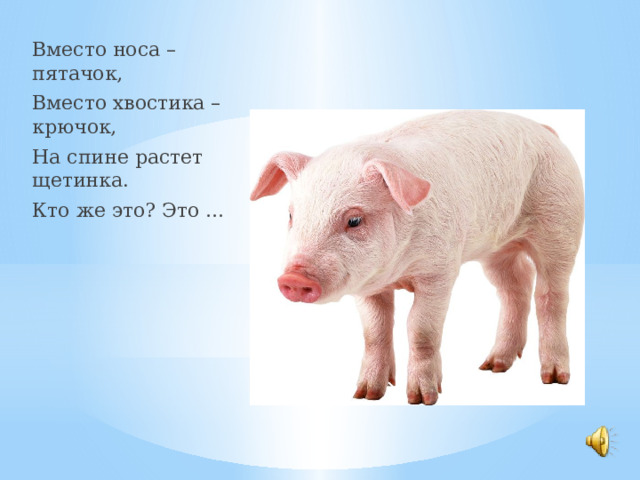 Вместо носа – пятачок, Вместо хвостика – крючок, На спине растет щетинка. Кто же это? Это … 