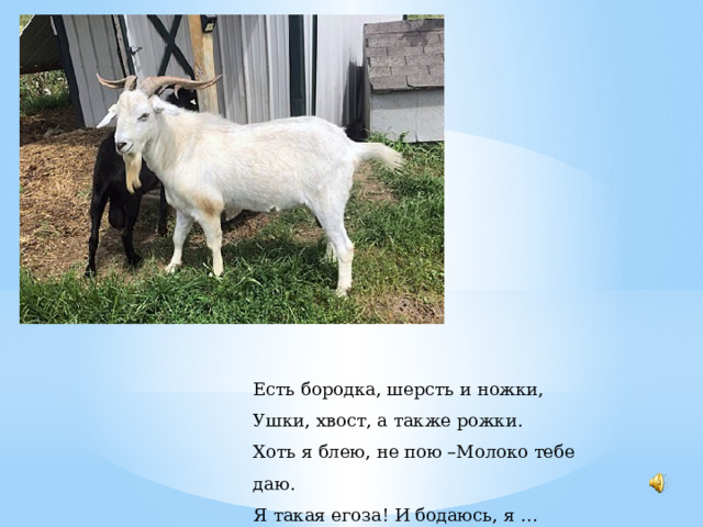 Есть бородка, шерсть и ножки, Ушки, хвост, а также рожки. Хоть я блею, не пою –Молоко тебе даю. Я такая егоза! И бодаюсь, я … 