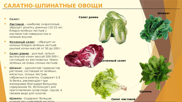 САЛАТНО-ШПИНАТНЫЕ ОВОЩИ Шпинат  Салат: Листовой  – наиболее скороспелый, образует розетку длинных (10-15 см) бледно-зелёных листьев с маслянистой поверхностью и нежным вкусом. Кочанный салат  – образует из нежных бледно-зелёных листьев рыхлый кочан массой от 50 до 200 г. Салат ромен  – рыхлый, сильно вытянутый кочан массой 200-300 г., состоящий из жестковатых тёмно-зелёных не очень сочных листьев. Шпинат – однолетнее травянистое растение, состоящее из зелёных, мясистых, сочных листьев, собранных в розетку. Содержит 2,9 % белка, рекомендуют при малокровии благодаря большому содержанию Fe. Используют для приготовления супов-пюре, соусов, в свежем виде для салатов. Щавель –Содержит большое количество щавелевой кислоты. Витамин С (43 мг%) и каротином (2,5%). Салат ромен Кочанный салат Щавель Салат листовой  