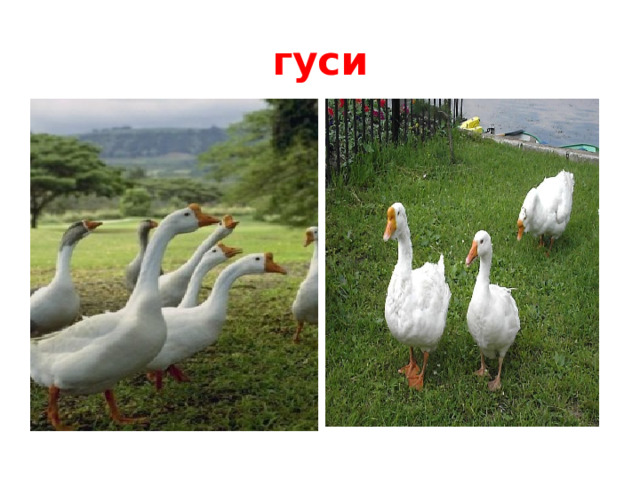 гуси  Охота весной запрещена.  