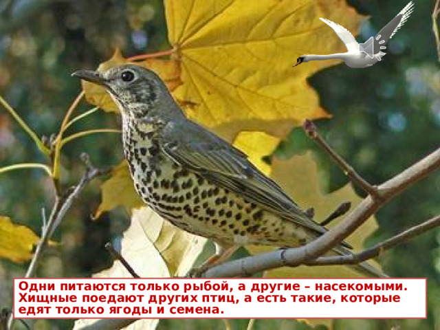 Одни питаются только рыбой, а другие – насекомыми. Хищные поедают других птиц, а есть такие, которые едят только ягоды и семена. 