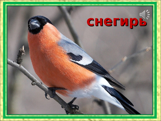 снегирь 