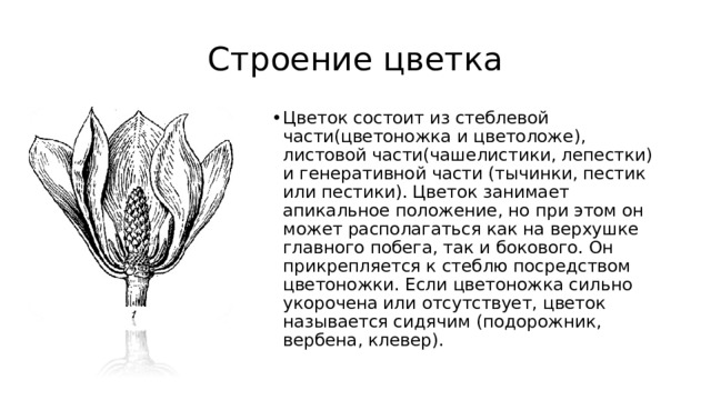 Строение цветка Цветок состоит из стеблевой части(цветоножка и цветоложе), листовой части(чашелистики, лепестки) и генеративной части (тычинки, пестик или пестики). Цветок занимает апикальное положение, но при этом он может располагаться как на верхушке главного побега, так и бокового. Он прикрепляется к стеблю посредством цветоножки. Если цветоножка сильно укорочена или отсутствует, цветок называется сидячим (подорожник, вербена, клевер). 
