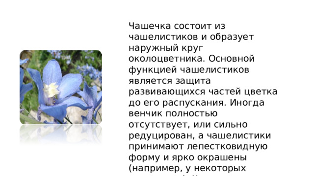 Чашечка состоит из чашелистиков и образует наружный круг околоцветника. Основной функцией чашелистиков является защита развивающихся частей цветка до его распускания. Иногда венчик полностью отсутствует, или сильно редуцирован, а чашелистики принимают лепестковидную форму и ярко окрашены (например, у некоторых лютиковых). Чашелистики могут быть обособлены друг от друга или срастаться между собой. 