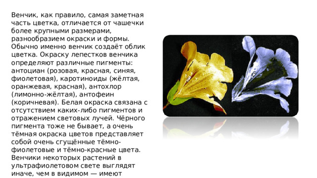 Венчик, как правило, самая заметная часть цветка, отличается от чашечки более крупными размерами, разнообразием окраски и формы. Обычно именно венчик создаёт облик цветка. Окраску лепестков венчика определяют различные пигменты: антоциан (розовая, красная, синяя, фиолетовая), каротиноиды (жёлтая, оранжевая, красная), антохлор (лимонно-жёлтая), антофеин (коричневая). Белая окраска связана с отсутствием каких-либо пигментов и отражением световых лучей. Чёрного пигмента тоже не бывает, а очень тёмная окраска цветов представляет собой очень сгущённые тёмно-фиолетовые и тёмно-красные цвета. Венчики некоторых растений в ультрафиолетовом свете выглядят иначе, чем в видимом — имеют различные узоры, пятна, линии]. Всё это могут видеть пчёлы, для которых различно окрашенные в ультрафиолете участки служат указателями нектара 