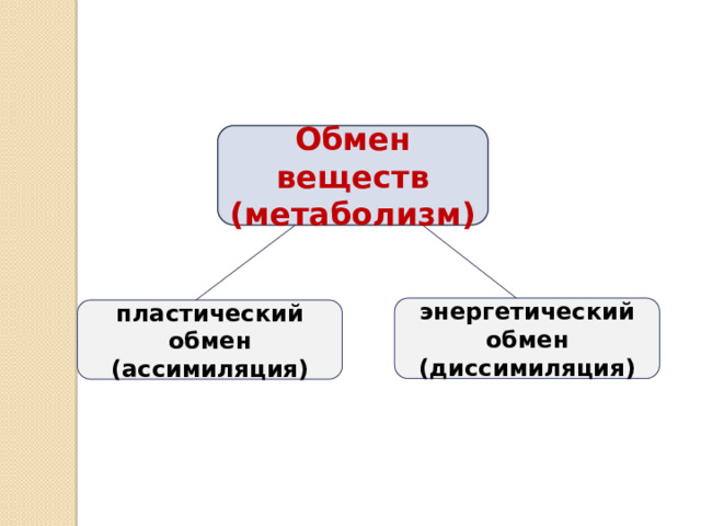Обмен веществ (метаболизм) энергетический обмен (диссимиляция) пластический обмен (ассимиляция) 