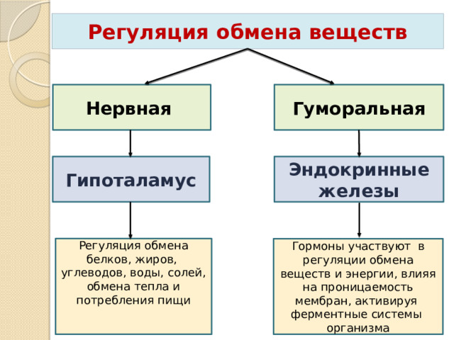 Регуляция обмена веществ Нервная Гуморальная Гипоталамус Эндокринные железы Регуляция обмена белков, жиров, углеводов, воды, солей, обмена тепла и потребления пищи Гормоны участвуют в регуляции обмена веществ и энергии, влияя на проницаемость мембран, активируя ферментные системы организма 