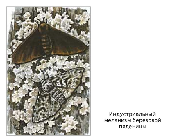 Индустриальный меланизм березовой пяденицы 