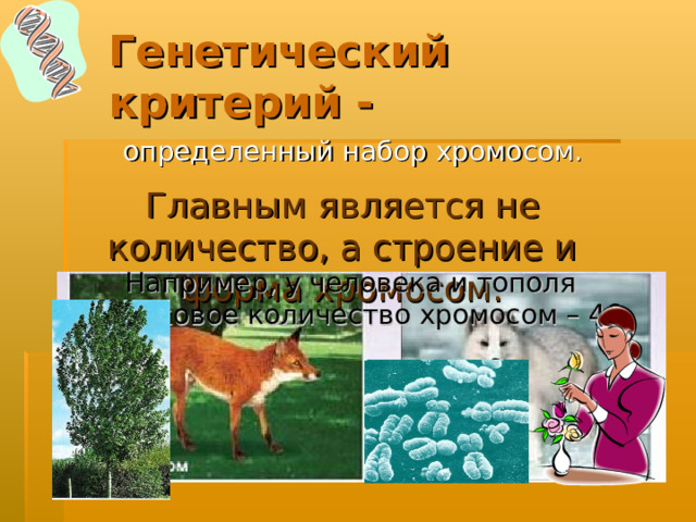 Генетический  критерий -  определенный набор хромосом. Главным является не количество, а строение и форма хромосом. Например, у человека и тополя одинаковое количество хромосом – 46. 