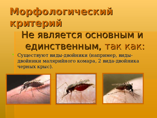 Морфологический критерий Не является основным и единственным, так как: Существуют виды-двойники (например, виды-двойники малярийного комара, 2 вида-двойника черных крыс). 