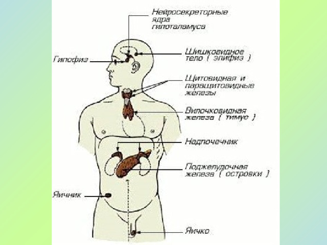 Железы смешанной секреции Работают одновременно как экзокринные и эндокринные железы.   Поджелудочная  Поджелудочная  Поджелудочная  Поджелудочная  Поджелудочная  железа  железа  железа  железа  железа  Половые железы:  Половые железы:  Половые железы:  Половые железы:  Половые железы:  Семенники ( ♂)  Яичники ( ♀)   