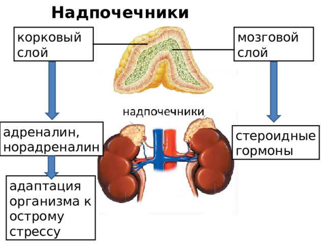 Надпочечники - парные железы, расположенные на верхней поверхности почек. Они состоят из двух слоев: наружного-коркового и внутреннего- мозгового. В надпочечниках вырабатывается целый ряд гормонов. Гормоны коркового слоя регулируют обмен натрия, белков и углеводов. Мозговой слой производит гормоны норадреналин и адреналин . Эти гормоны регулируют обмен углеводов и жиров, деятельность сердечно-сосудистой системы.  Усиление выработки  адреналина особенно важно для экстренной подготовки ответных реакций организма, попавшего в критическую ситуацию. Адреналин обеспечивает повышения содержания сахара в крови, усиление сердечной деятельности и работоспособности мышц.  