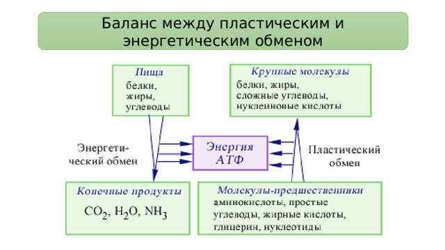 Баланс между пластическим и энергетическим обменом 
