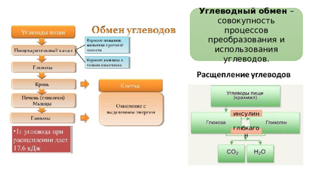 Углеводный обмен – совокупность процессов преобразования и использования углеводов. инсулин глюкагон 