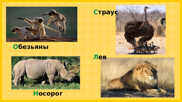 С траус О безьяны Л ев Н осорог 
