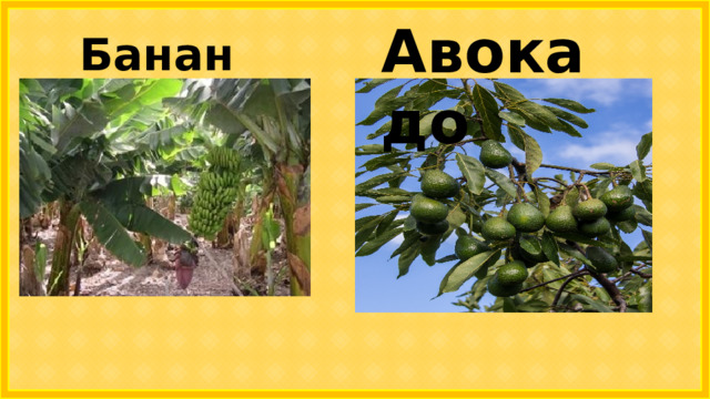 Авокадо  Бананы 