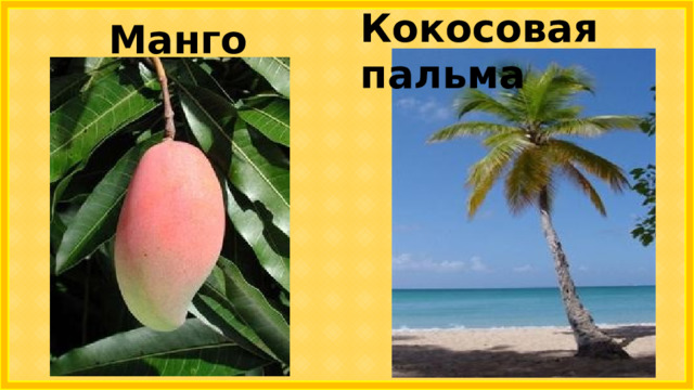 Кокосовая пальма Манго 
