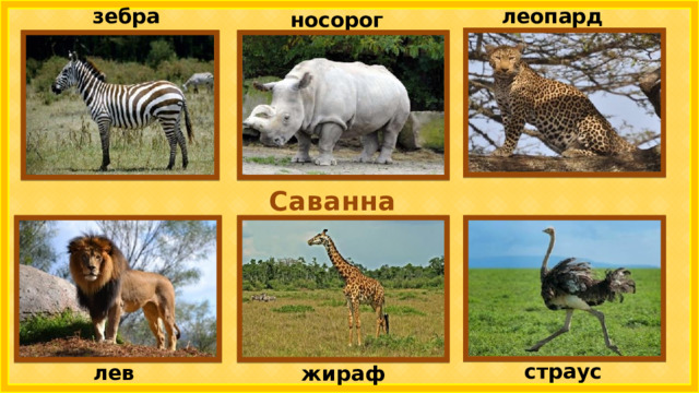 леопард зебра носорог Саванна страус лев жираф 