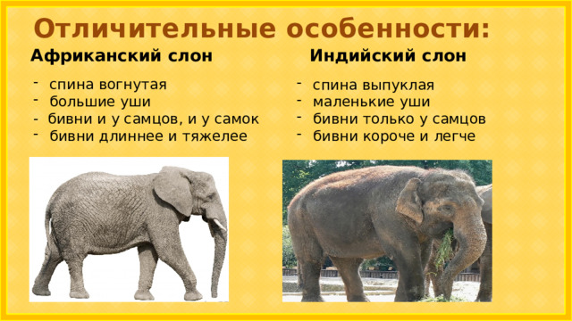 Отличительные особенности: Африканский слон Индийский слон спина выпуклая маленькие уши бивни только у самцов бивни короче и легче спина вогнутая большие уши - бивни и у самцов, и у самок бивни длиннее и тяжелее 