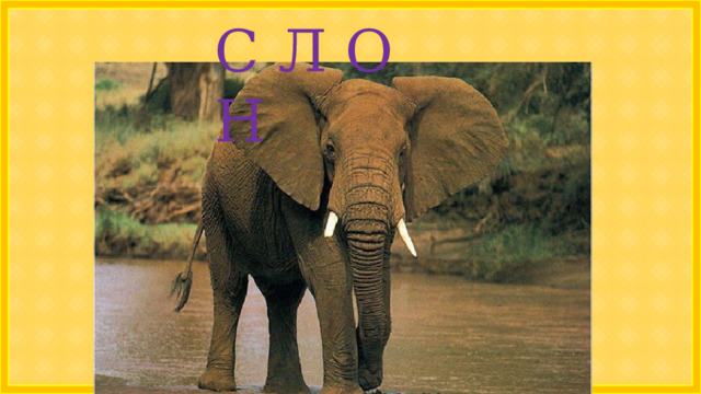 С Л О Н 