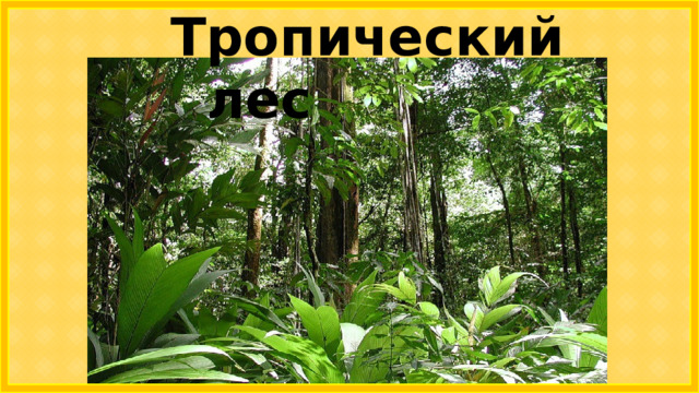 Тропический лес 