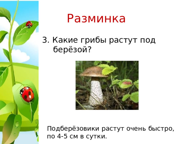 Разминка 3. Какие грибы растут под берёзой? Подберёзовики растут очень быстро, по 4-5 см в сутки. 