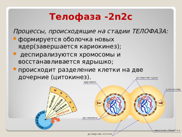 Телофаза -2n2c Процессы, происходящие на стадии ТЕЛОФАЗА: формируется оболочка новых ядер(завершается кариокинез);  деспирализуются хромосомы и восстанавливается ядрышко; происходит разделение клетки на две дочерние (цитокинез).  