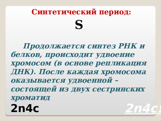 Синтетический период: S  Продолжается синтез РНК и белков, происходит удвоение хромосом (в основе репликация ДНК). После каждая хромосома оказывается удвоенной – состоящей из двух сестринских хроматид 2n4c 2n4c! 