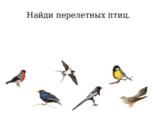 Найди перелетных птиц. 