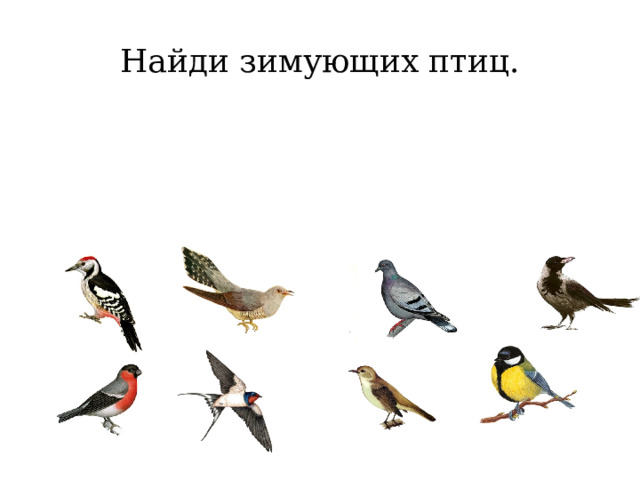 Найди зимующих птиц. 