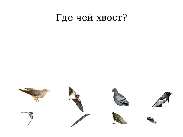 Где чей хвост? 