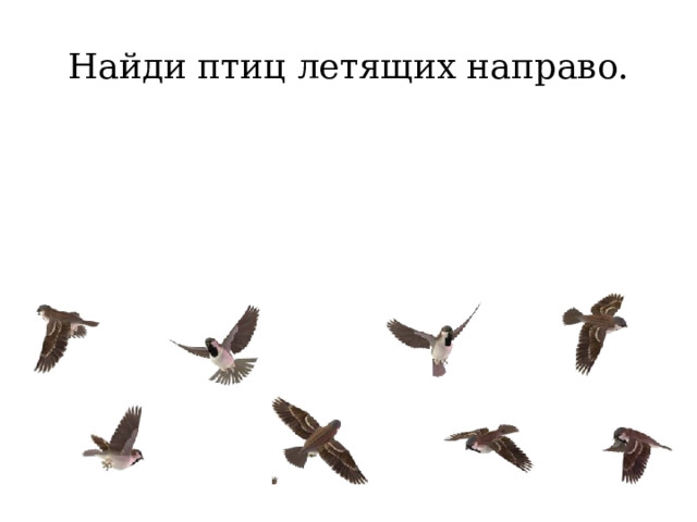 Найди птиц летящих направо. 