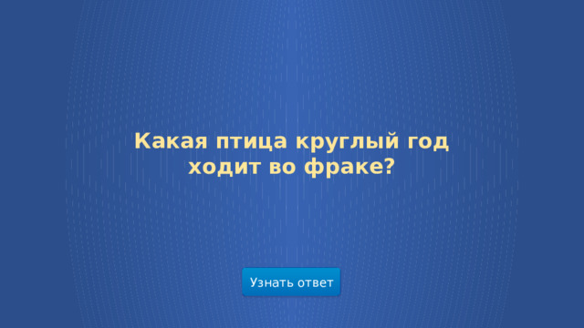 Какая птица круглый год ходит во фраке? Узнать ответ  