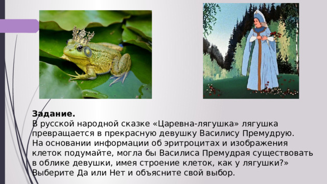 Задание. В русской народной сказке «Царевна-лягушка» лягушка превращается в прекрасную девушку Василису Премудрую. На основании информации об эритроцитах и изображения клеток подумайте, могла бы Василиса Премудрая существовать в облике девушки, имея строение клеток, как у лягушки?» Выберите Да или Нет и объясните свой выбор. 