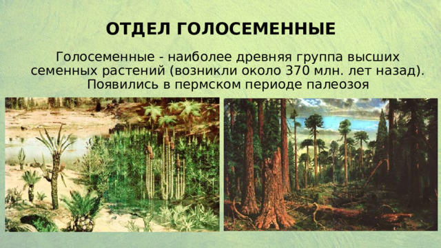ОТДЕЛ ГОЛОСЕМЕННЫЕ Голосеменные - наиболее древняя группа высших семенных растений (возникли около 370 млн. лет назад). Появились в пермском периоде палеозоя 