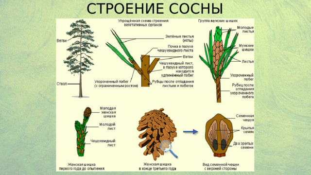 СТРОЕНИЕ СОСНЫ 