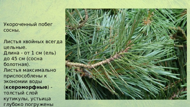 Укороченный побег сосны. Листья хвойных всегда цельные. Длина - от 1 см (ель) до 45 см (сосна болотная). Листья максимально приспособлены к экономии воды ( ксероморфные ) - толстый слой кутикулы, устьица глубоко погружены 