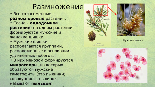 Размножение  Все голосеменные – разноспоровые растения.  Сосна – однодомное растение : на одном растении формируются мужские и женские шишки.  Мужские шишки располагаются группами, расположенные в основании удлиненных побегов.  В них мейозом формируются микроспоры , из которых образуются мужские гаметофиты (это пылинки; совокупность пылинок называют пыльцой ). Каждая пылинка имеет 2 воздушных мешка. Затем в пылинке развиваются мужские гаметы (спермии). Мужские шишки 