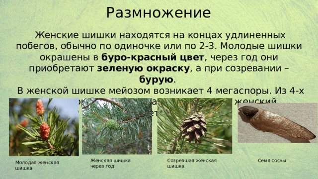 Размножение  Женские шишки находятся на концах удлиненных побегов, обычно по одиночке или по 2-3. Молодые шишки окрашены в буро-красный цвет , через год они приобретают зеленую окраску , а при созревании – бурую .  В женской шишке мейозом возникает 4 мегаспоры. Из 4-х мегаспор 3 погибают, а одна образует женский гаметофит. Женская шишка через год Созревшая женская шишка Семя сосны Молодая женская шишка 