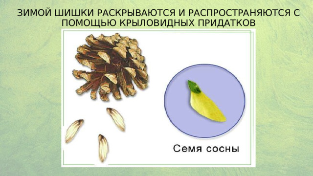 Зимой шишки раскрываются и распространяются с помощью крыловидных придатков 