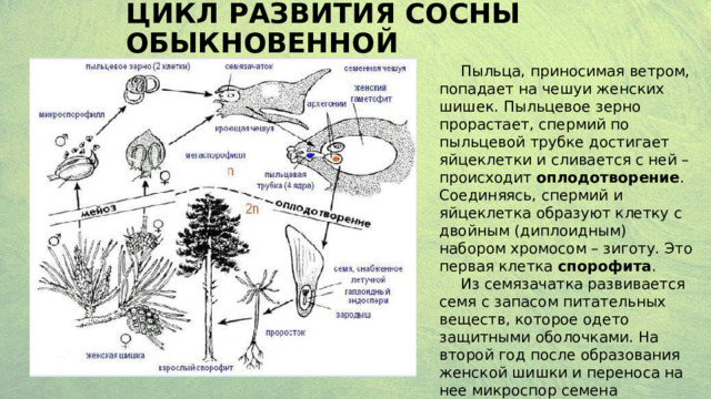 Цикл развития сосны обыкновенной Пыльца, приносимая ветром, попадает на чешуи женских шишек. Пыльцевое зерно прорастает, спермий по пыльцевой трубке достигает яйцеклетки и сливается с ней – происходит оплодотворение . Соединяясь, спермий и яйцеклетка образуют клетку с двойным (диплоидным) набором хромосом – зиготу. Это первая клетка спорофита . Из семязачатка развивается семя с запасом питательных веществ, которое одето защитными оболочками. На второй год после образования женской шишки и переноса на нее микроспор семена высыпаются и разносятся ветром 16 