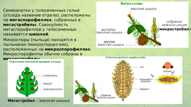 Семязачатки у голосеменных голые (отсюда название отдела), расположены на мегаспорофиллах , собранных в мегастробилы . Совокупность мегаспорофиллов у голосеменных называется шишкой . Микроспоры (пыльца) находятся в пыльниках (микроспорангиях), расположенных на микроспорофиллах . Микроспорофиллы обычно собраны в микростробилы ( микростробил ) Мегастробил – женская шишка 